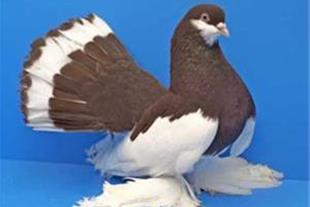 حلقه و پلاک آلمینیوم رنگی کبوتر سایز 12 محصوص کبوتران زینتی درشت پا و پا پر با حک مشخصات فردی سفارش دهنده