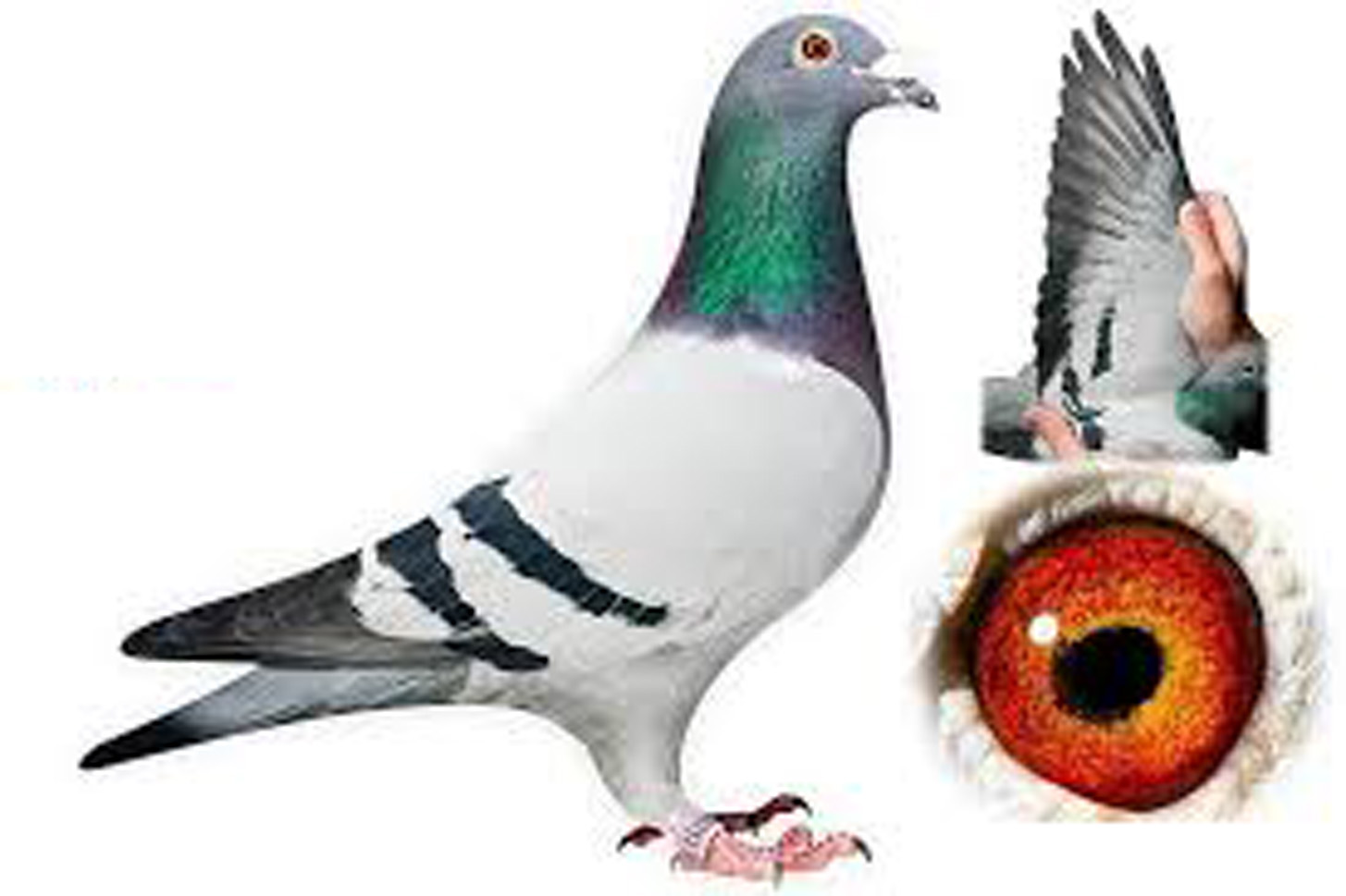 حلقه و پلاک آلمینیوم روکشدار کبوتر سایز 8 با درج مشخصات فردی سفارش دهنده